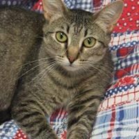 Adopt a Pet Shelter Cat Month