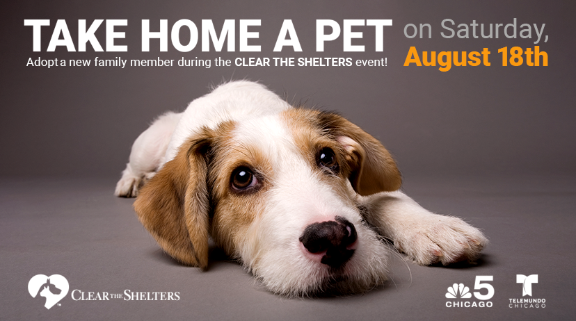 Clear the Shelters