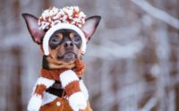 Cold Weather Pet Safety