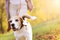 6/29 – Cantigny Park Dog Days
