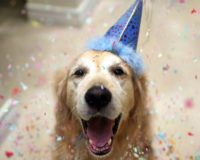 A.D.O.P.T. Celebrates 30 Years! A.D.O.P.T. Celebrates 30 Years!